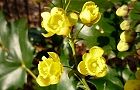 110223-hiragi.jpg(6131 byte)