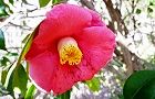 110223-tubaki.jpg(6249 byte)