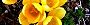 110224-kurokasu-s.jpg(2059 byte)
