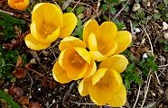 110224-kurokasu.jpg(11253 byte)