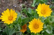 110225-karendua.jpg(7710 byte)
