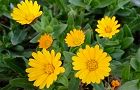 110225-karendua2.jpg(6022 byte)