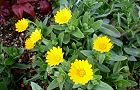 110225-karendua3.jpg(7011 byte)