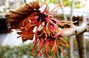 110302-sinaman.jpg(8940 byte)