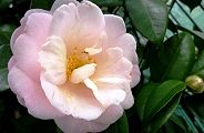 110303-tubakisiro.jpg(6842 byte)