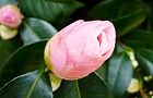 110303-tubakisiro2.jpg(4476 byte)