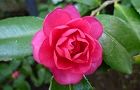 110304-kantubaki.jpg(4297 byte)
