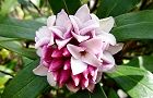 110306-jincyoge.jpg(5919 byte)