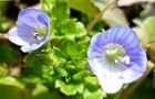110309-ooinu2.jpg(4971 byte)