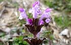 110310-hotoke2.jpg(5231 byte)