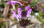 110310-hotoke3.jpg(5049 byte)
