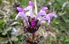 110310-hotoke4.jpg(5423 byte)