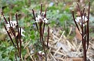 110310-michitane.jpg(9428 byte)