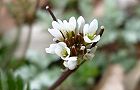 110310-tanetuke.jpg(4178 byte)