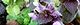 110312-himeodori-s.jpg(1763 byte)