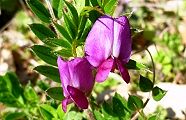 110313-karasuendou.jpg(10150 byte)