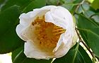 110313-tubaki.jpg(4853 byte)
