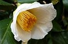 110314-tubaki.jpg(4410 byte)