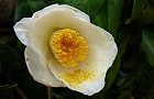 110314-tubaki2.jpg(4211 byte)