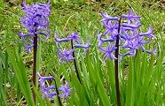 100329-hiyasinsu.jpg(11259 byte)