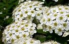 100505-kotemari.jpg(7071 byte)