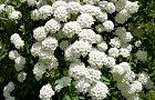 100505-kotemari2.jpg(7596 byte)