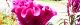 100816-keitou-s.jpg(1751 byte)