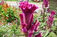 100816-keitou2.jpg(11894 byte)