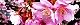 110304-kawazu-s.jpg(1958 byte)