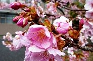 110304-kawazu-saku2.jpg(9655 byte)