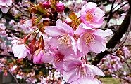 110304-kawazu.jpg(11967 byte)
