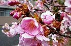 110304-kawazu2.jpg(6918 byte)
