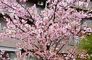 110304-kawazusakura.jpg(13205 byte)