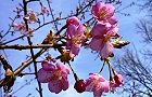 110312-kawazu.jpg(7505 byte)