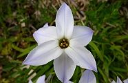 110314-hananira.jpg(7425 byte)