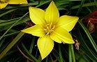 110314-kiironira.jpg(5763 byte)