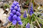 110315-musukari.jpg(5956 byte)