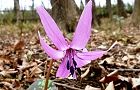 110316-katakuri.jpg(6832 byte)