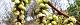 110317-kibusi-s.jpg(1812 byte)