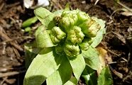 110318-fuki.jpg(9474 byte)
