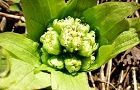 110318-fuki2.jpg(6307 byte)