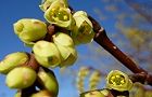 110318-kibusi.jpg(4953 byte)