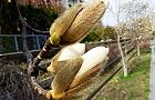 110320-hakumoku.jpg(6198 byte)