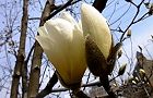 110320-hakumoku2.jpg(6621 byte)