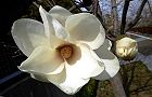110320-hakumoku3.jpg(5127 byte)
