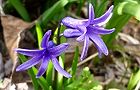 110320-hiyasinsu.jpg(6231 byte)