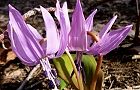 110320-katakuri.jpg(6973 byte)