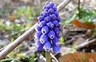 110320-musukari.jpg(5846 byte)