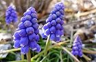 110320-musukari2.jpg(6104 byte)