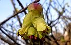 110320-tosa2.jpg(5484 byte)